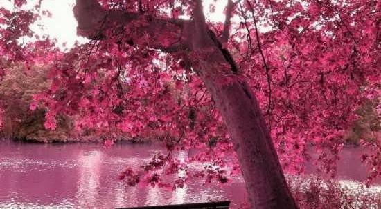 عکس طبیعت زیبا عاشقانه