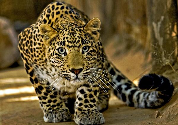 عکس یوز پلنگ و ببر
