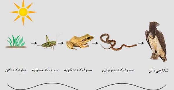 عکس زنجیره غذایی