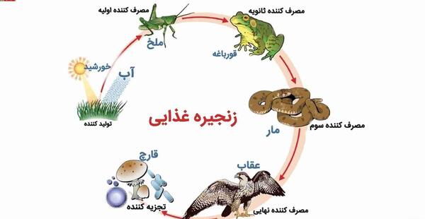 عکس زنجیره غذایی