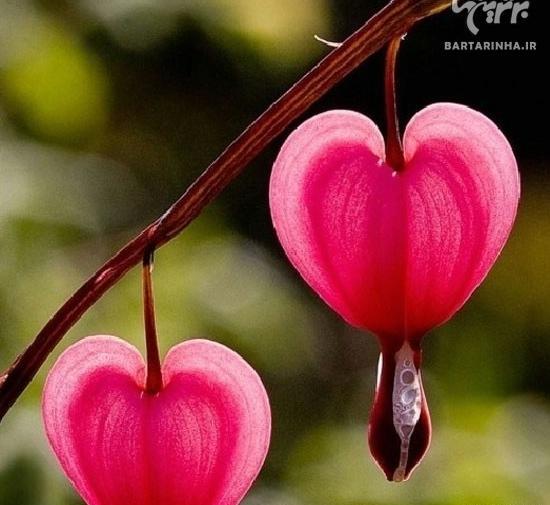 عکس قلب زیبا و گل