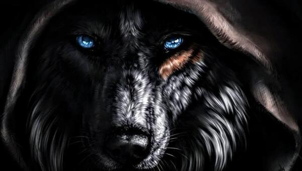عکس چشم گرگ