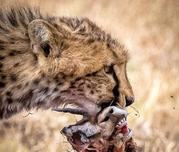 عکس یوز پلنگ ترسناک