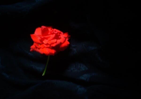 عکس مشکی زمینه