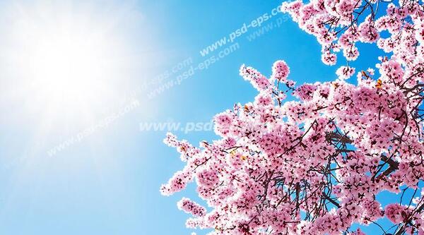 عکس خورشید صورتی