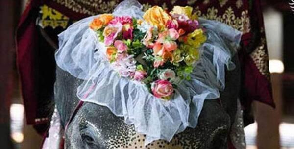 عکس فیل عروس