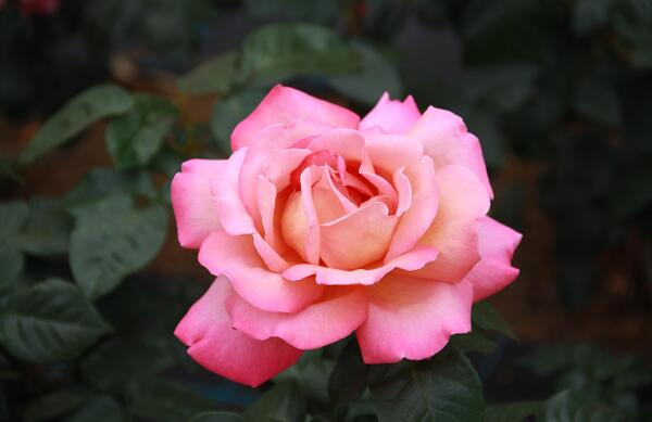 عکس دسته گل فرانسوی