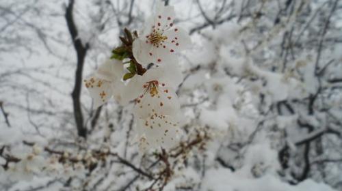 عکس نوشته زمستان بهار مومن است