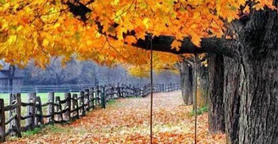 عکس زیبا طبیعت پاییزی