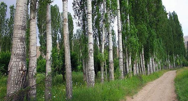 عکس از طبیعت فیروزکوه