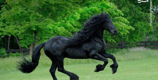 عکس اسب زیبای سیاه