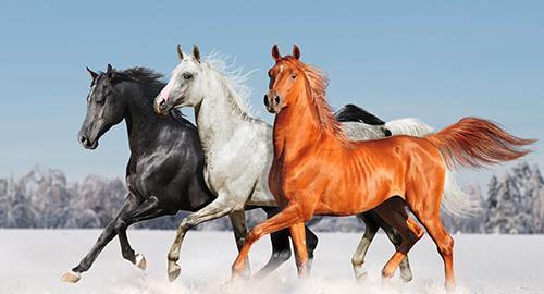 عکس اسب زیبای سیاه