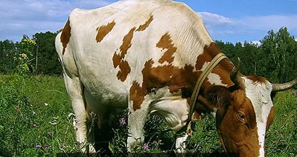 عکس گاو زیر درخت