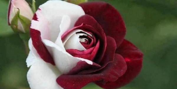 عکس گل رز پلنگی