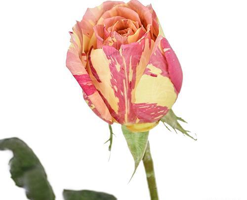 عکس گل رز پلنگی