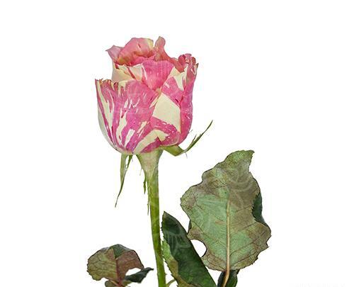 عکس گل رز پلنگی