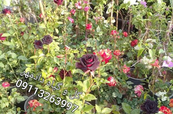 عکس گل رز پلنگی