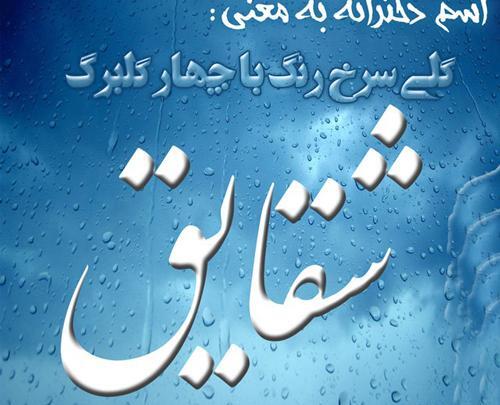 عکس نوشته شقایق جان ولنتاین مبارک