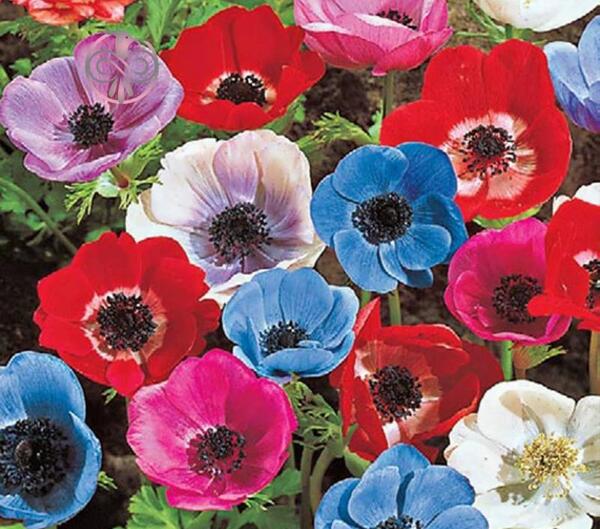 عکس گل شقایق طبیعی