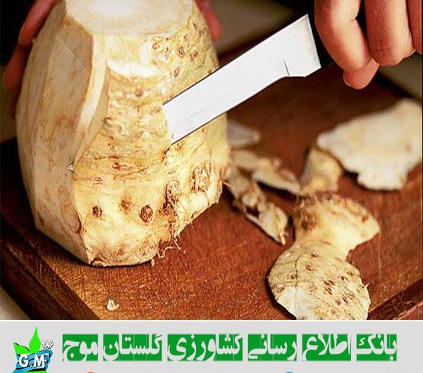 عکس کرفس قمری