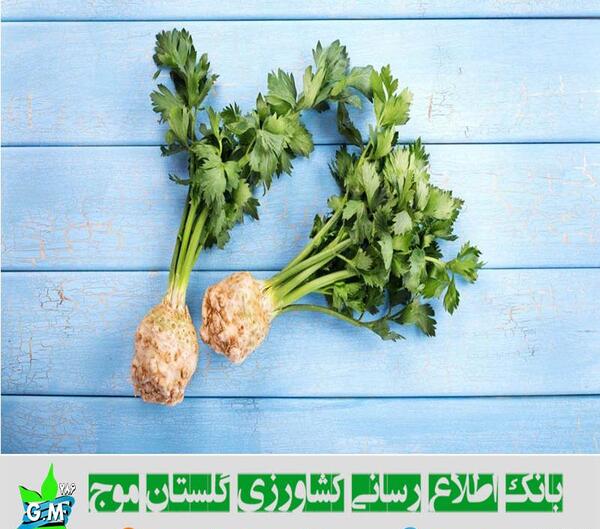 عکس کرفس قمری