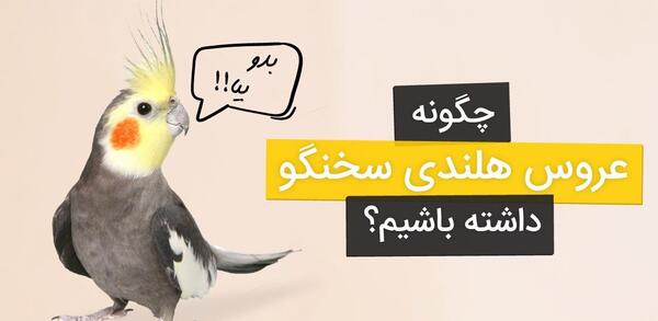 نکته عکس طوطی چیه