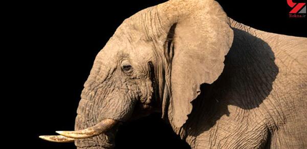 عکس گریه فیل