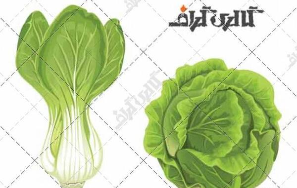 عکس نقاشی کرفس