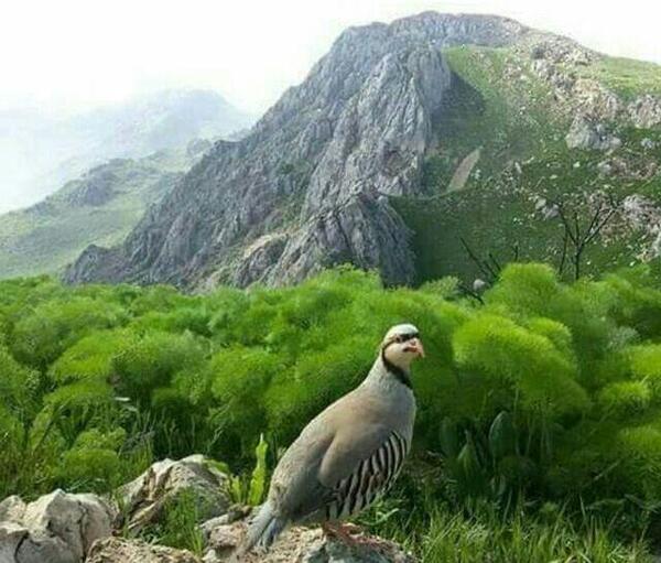 عکس پروفایل طبیعت کرمانشاه