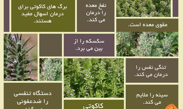 عکس نوشته خواص آویشن
