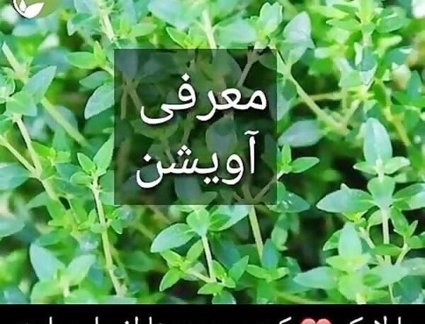 عکس نوشته خواص آویشن