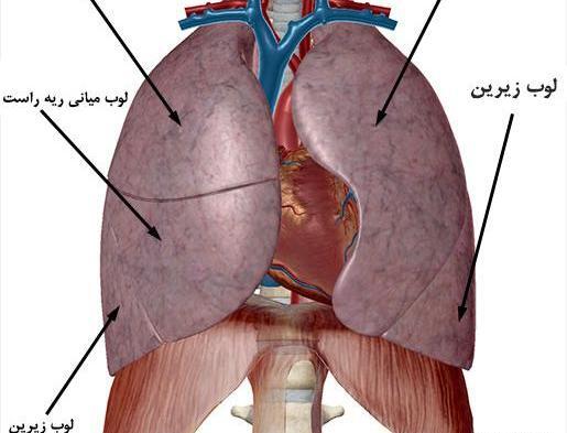 عکس آناتومی بدن از پشت