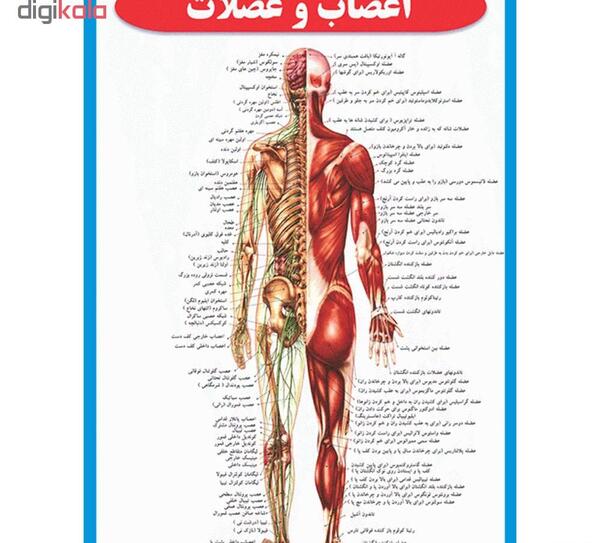عکس آناتومی بدن از پشت