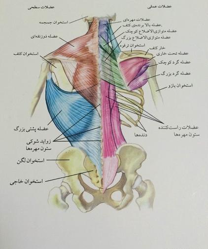 عکس آناتومی بدن از پشت