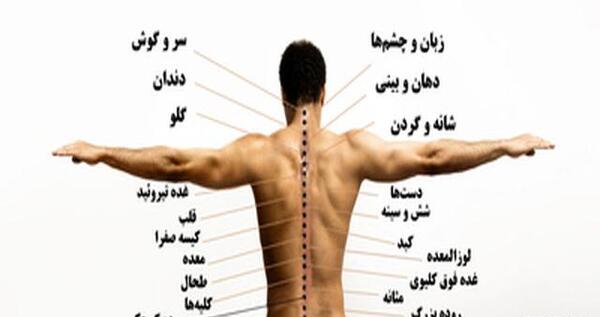 عکس آناتومی بدن از پشت