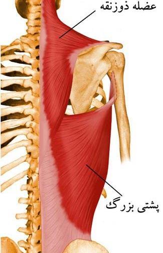 عکس آناتومی بدن از پشت