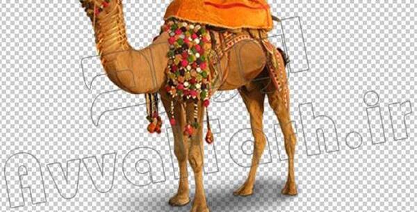 عکس شتر تزیین شده