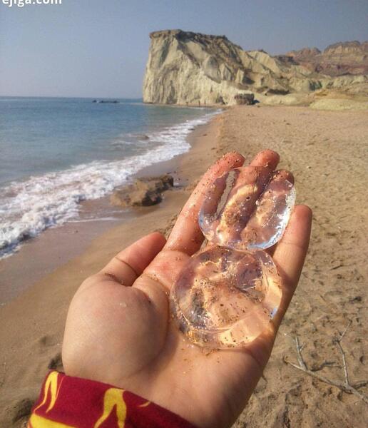 عکس ژله عروس دریایی