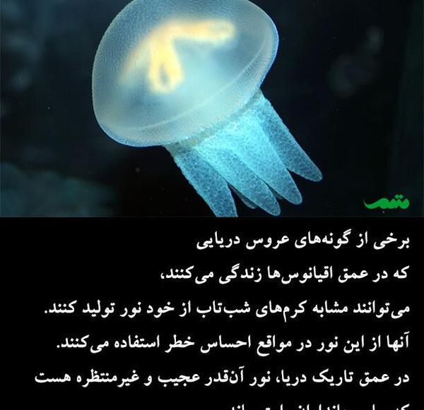 عکس ژله عروس دریایی
