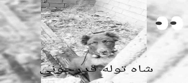 عکس شاه توله