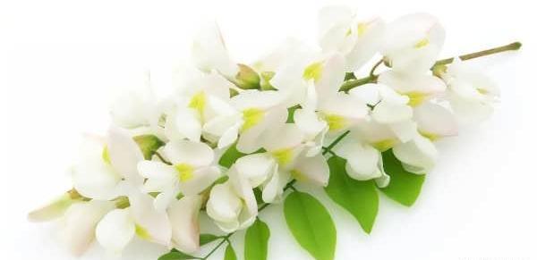 عکس دسته گل یاس سفید