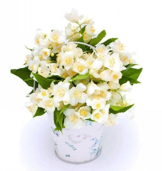 عکس دسته گل یاس سفید