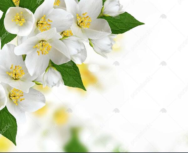 عکس دسته گل یاس سفید