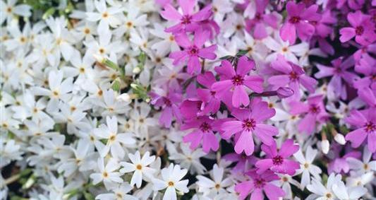 عکس دسته گل یاس سفید