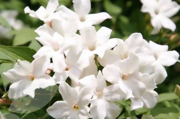 عکس دسته گل یاس سفید