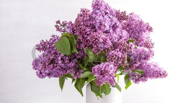 عکس دسته گل یاس سفید