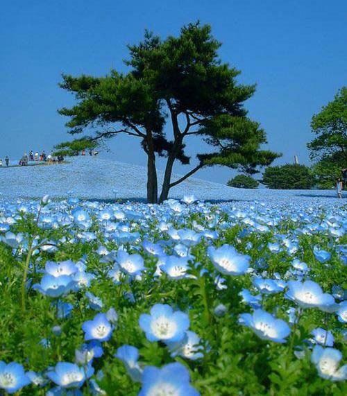 عکسهای از طبیعت ژاپن