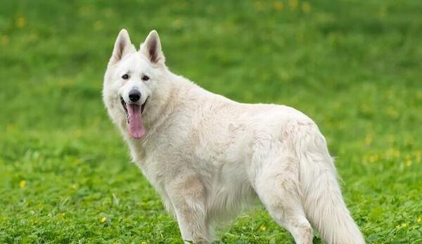 عکس توله سگ ژرمن شپرد سفید