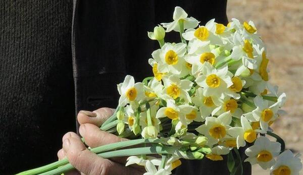 عکس چادری با گل نرگس