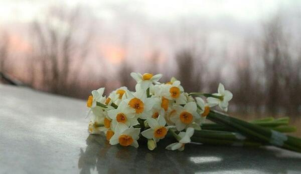 عکس چادری با گل نرگس
